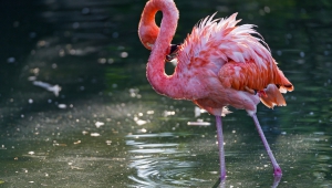 Flamingo Wallpapers HD