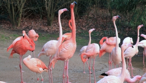 Flamingo Widescreen