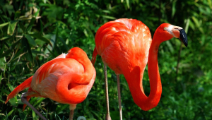 Flamingo Full HD