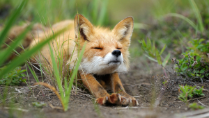 Fox Photos