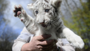 Funny White Tiger Cubs