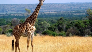 Giraffe 4K