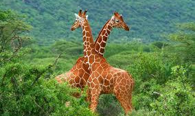 Giraffe Desktop Images