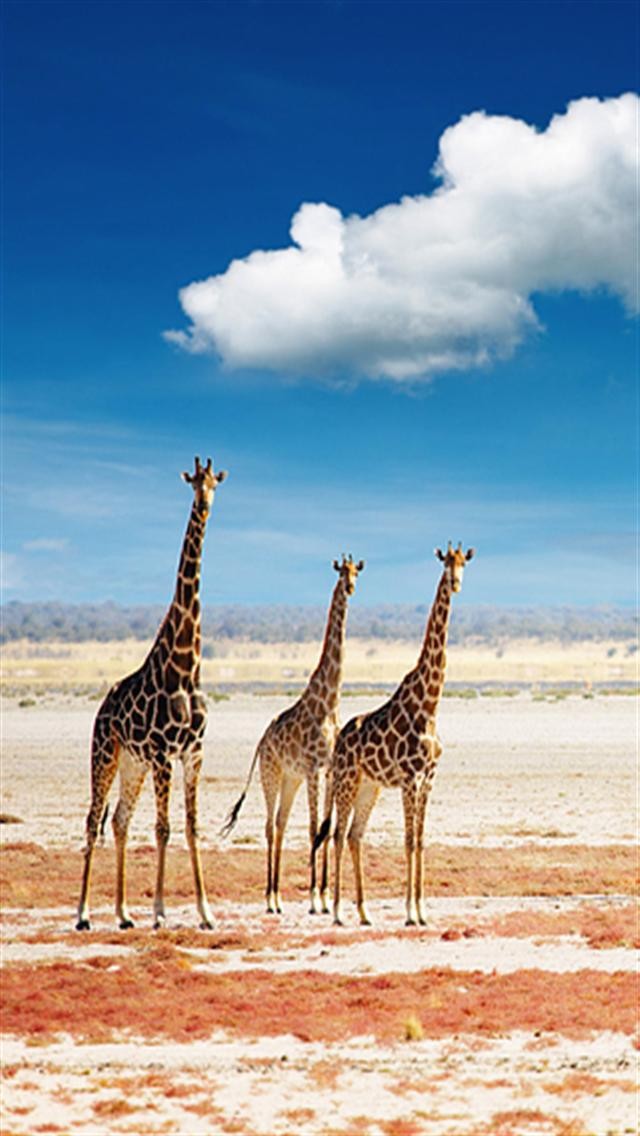 giraffe desktop iphone wallpapers backgrounds android wallsdesk