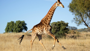 Giraffe HD Background