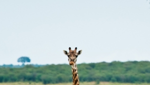 Giraffe HD Iphone