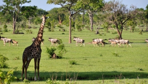 Giraffe High Definition