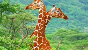 Giraffe High Definition Wallpapers