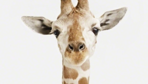 Giraffe High Quality Wallpapers For Iphone