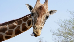 Giraffe Wallpapers And Backgrounds