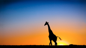 Giraffe For Desktop