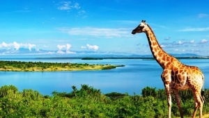 Giraffe For Desktop Background