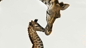 Giraffe Iphone HD Wallpaper