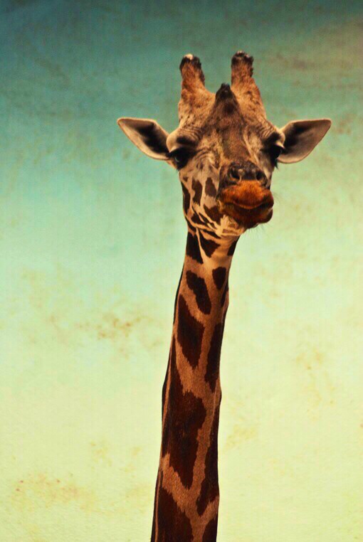 Giraffe Iphone Wallpapers