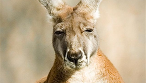 Kangaroo Android Wallpapers
