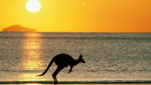 Kangaroo Desktop Images