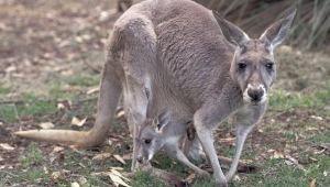 Kangaroo Download Free Backgrounds HD
