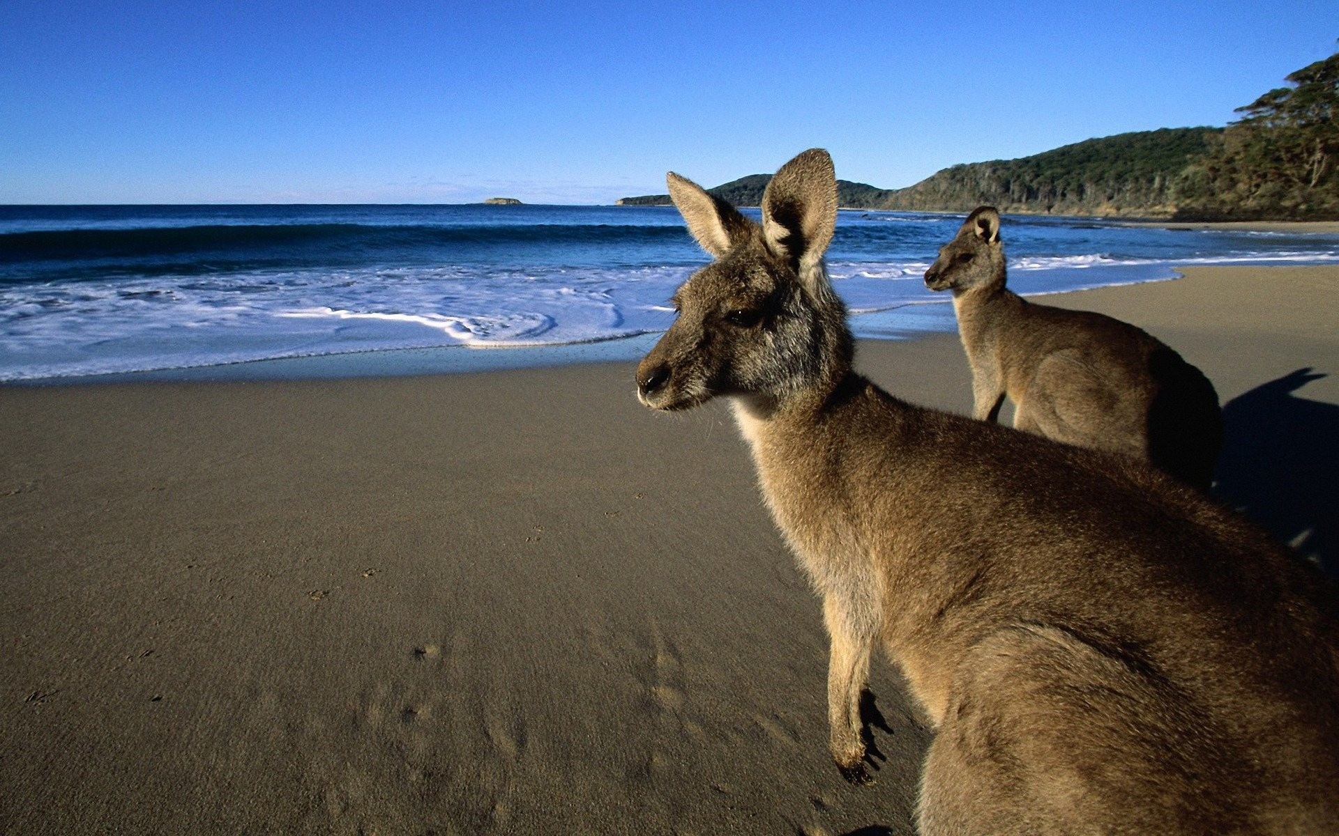 Kangaroo Wallpapers Images Photos Pictures Backgrounds