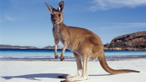 Kangaroo Wallpapers And Backgrounds