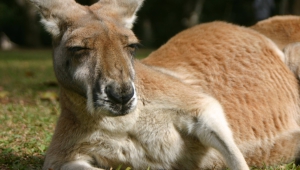 Kangaroo For Desktop