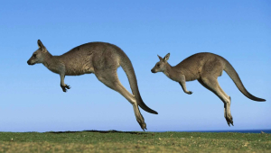 Kangaroo For Desktop Background