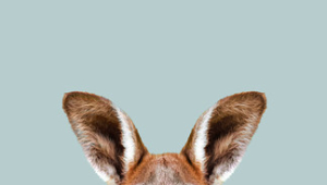 Kangaroo Iphone Background