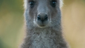 Kangaroo Iphone Images