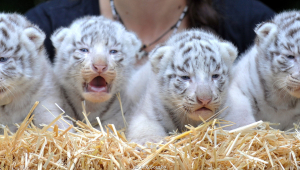Newborn White Bengal Tiger Cubs