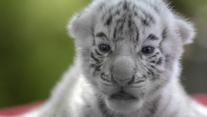 Newborn White Tiger Cubs