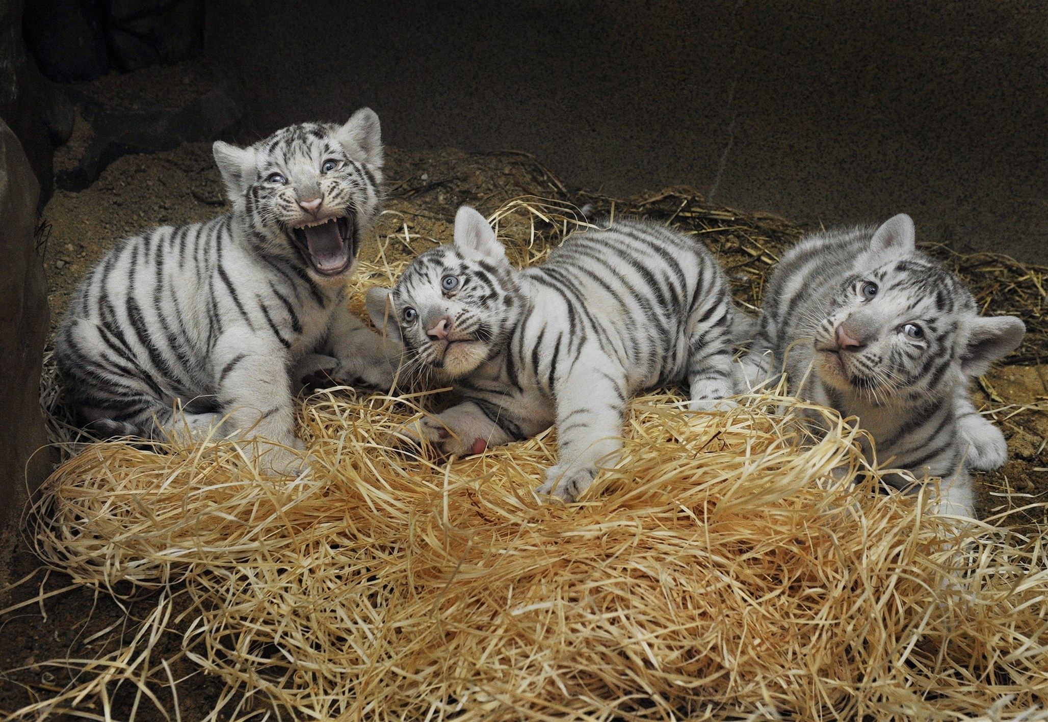 Newborn White Tiger