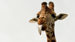 Pictures Of Giraffe