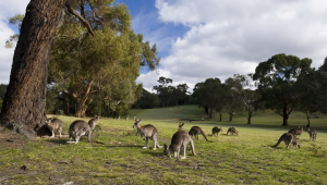 Pictures Of Kangaroo