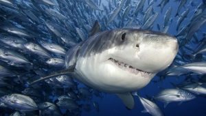 Pictures Of Shark