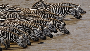 Pictures Of Zebra