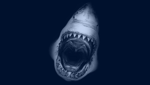 Shark For Desktop Background