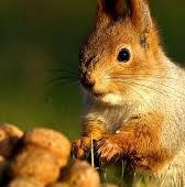 Squirrel Android Wallpapers