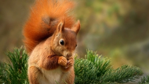Squirrel Desktop Images