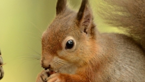 Squirrel Free Download Wallpaper For Mobile