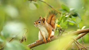 Squirrel High Definition Wallpapers
