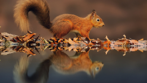 Squirrel Wallpapers HD