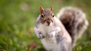 Squirrel Wallpapers And Backgrounds