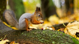 Squirrel For Desktop