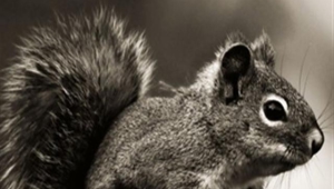 Squirrel For Smartphone
