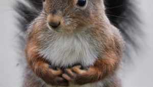 Squirrel Iphone Images