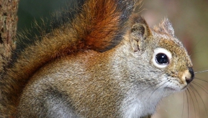 Squirrel Iphone Wallpapers