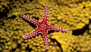 Starfish Computer Wallpaper