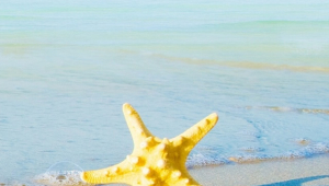 Starfish Iphone Images