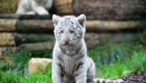 Two Month Old White Tiger Cubs