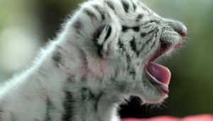 White Tiger Baby Wallpapers
