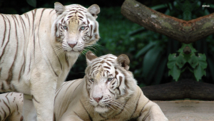White Tiger Computer Backgrounds